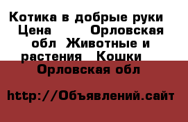 Котика в добрые руки › Цена ­ 50 - Орловская обл. Животные и растения » Кошки   . Орловская обл.